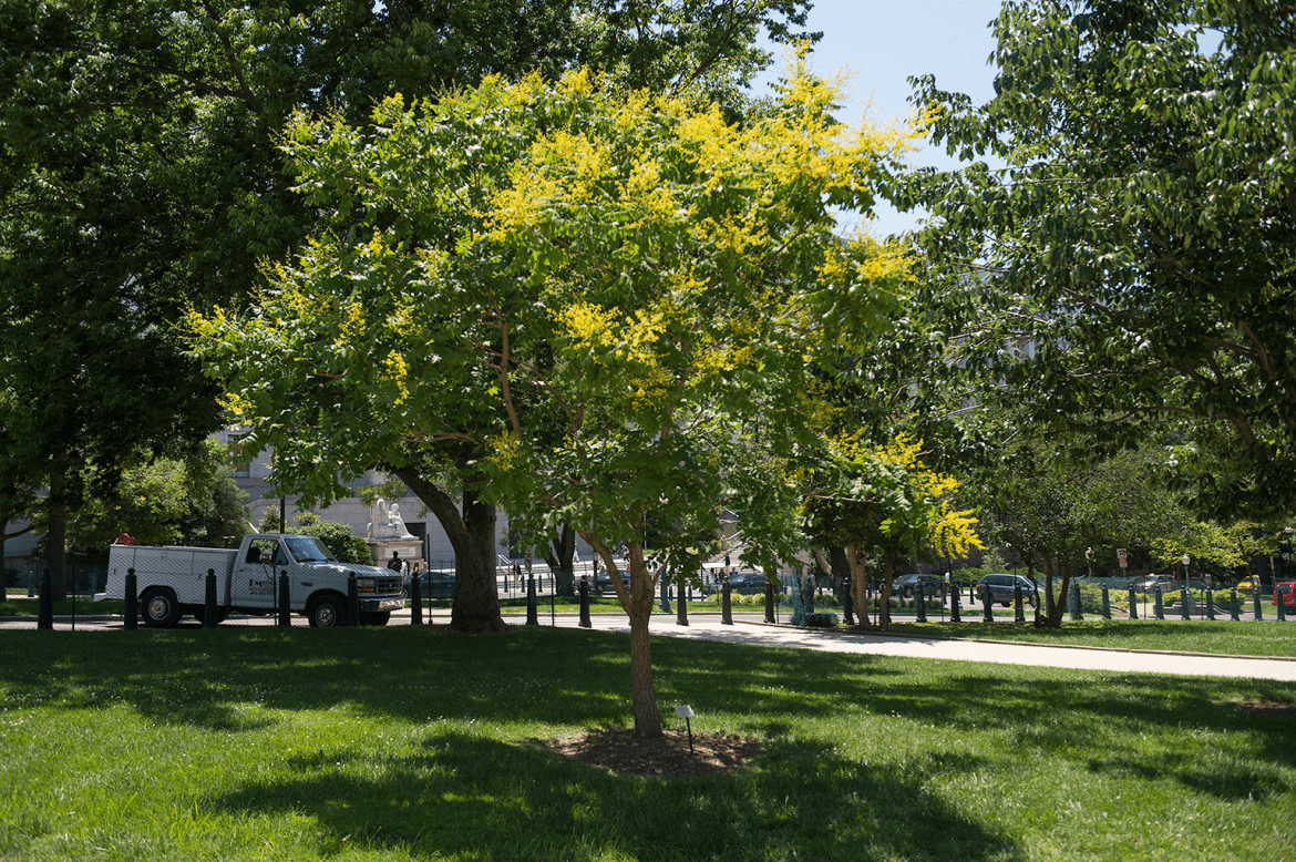 Wangari Maathai Tree